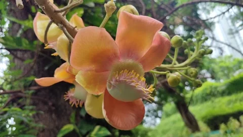 Cannonball Tree Flower Close Up Stock Footage 325692921