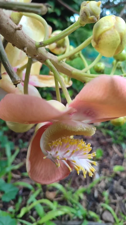 Cannonball Tree Flower Close Up Stock Footage 325692922