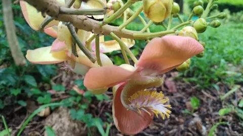 Cannonball Tree Flower Close Up Stock Footage 325692935