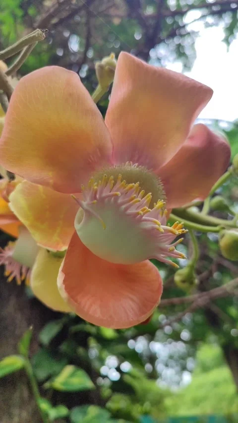 Cannonball Tree Flower Close Up Stock Footage 325692938