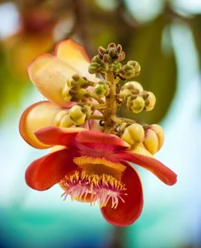 Cannonball tree flower Stock Photos