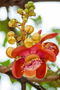 Cannonball tree flower Stock Photos