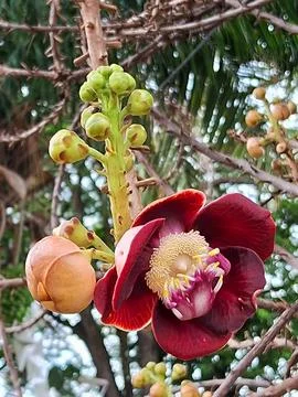 Cannonball Tree Flower Stock Photos