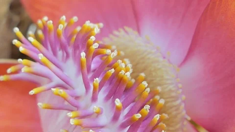 Cannonball tree Video stock 105437909