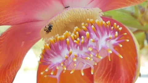 Cannonball tree Stock-Footage 105437911