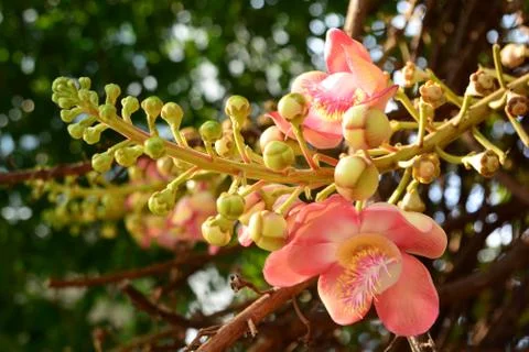 Cannonball Tree, note  select focus with shallow depth of field. Foto stock