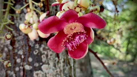 Cannonball Tree or Sal tree.beautiful blooming,yellow pollen and pink petal.. Stock Footage 333814861