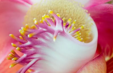 Cannonball tree Stock Photos