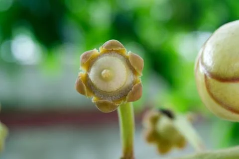 Cannonball tree Stock Photos