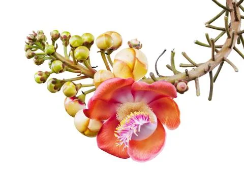 Cannonball tree Foto stock