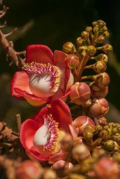 Cannonball Tree Stock Photos