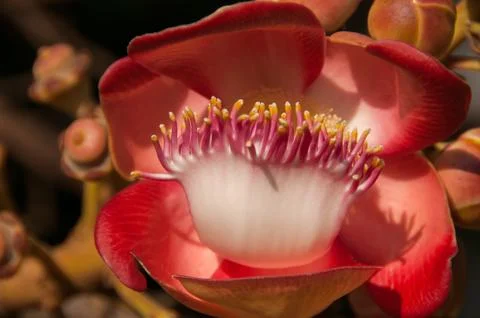 Cannonball tree Foto stock
