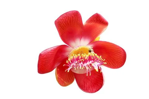Cannonball tree Stock Photos