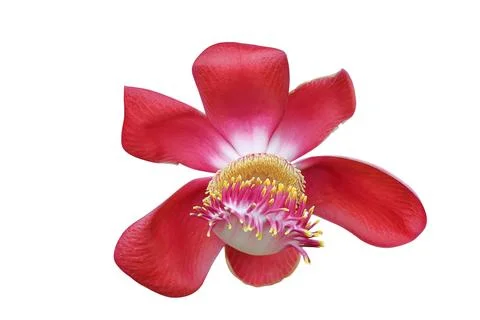 Cannonball tree Stock Photos