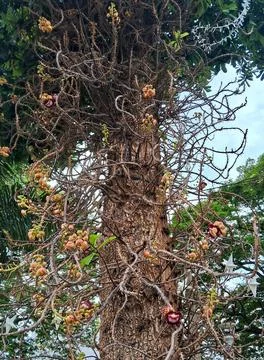 Cannonball Tree with unique structure Stock Photos
