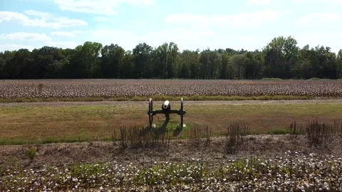 Cannons and cotton 動画素材 250884601