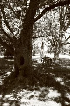 Cannons And Trees Stock Photos