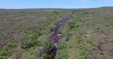 Cano Cristales from High Up Vídeos de archivo 61250187