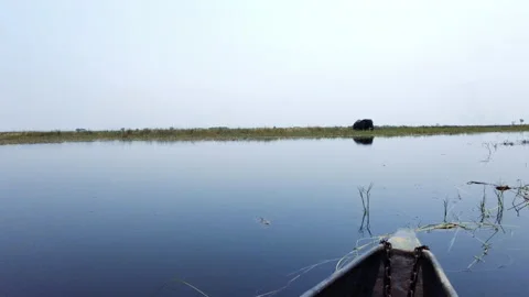 On canoe approaching elephant 2 Stock Footage 304117971