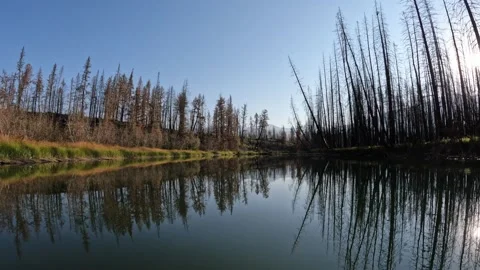 Canoe drifting along a calm river surrounded by burnt forest fire trees with a Stock Footage 320318702