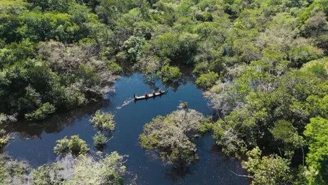 Canoe Drifting Beside Amazon River Igapós Stock Footage 322114764
