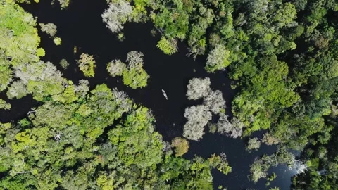 Canoe by Flooded Forest Edge in the Amazon – Drone Shot Stock Footage 322114800