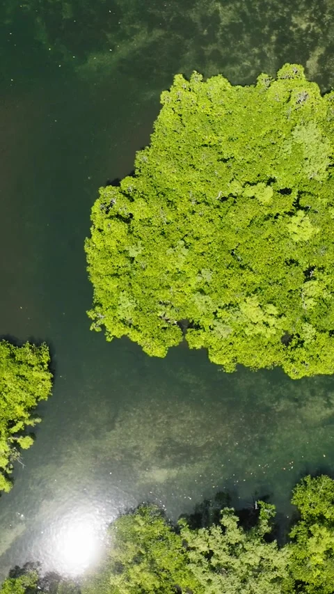Canoe in mangrove channel under bright sunlight. Siargao, Philippines. Stock Footage 321909889