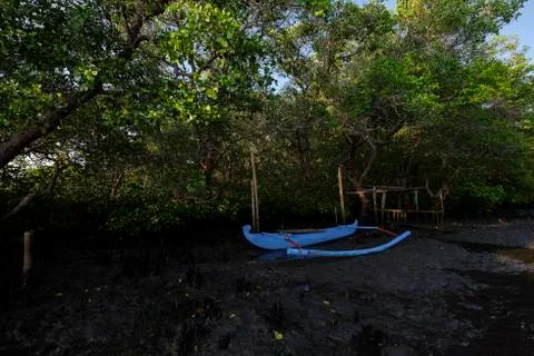 A canoe in a mangrove forest Stock Photos