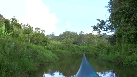 Canoe in a River in Rainforest Stock Footage