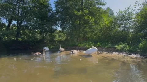 Canoeing in Roztocze Stock Footage 297570833