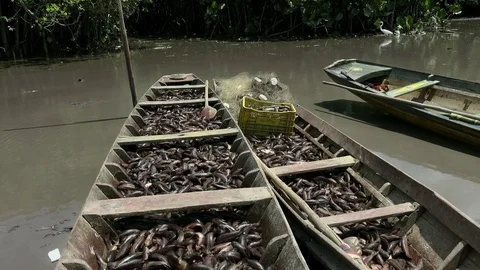 Canoes full of fish Stock Footage 77248989