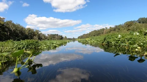 Canoing on Wekiva River Stock Footage 118393994
