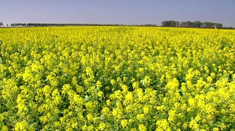 Canola against blue sky. Stock Footage