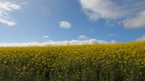 Canola and Clouds Stock Footage 161241215