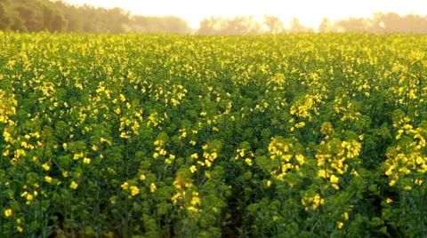 Canola blooming 스톡 동영상 36655295