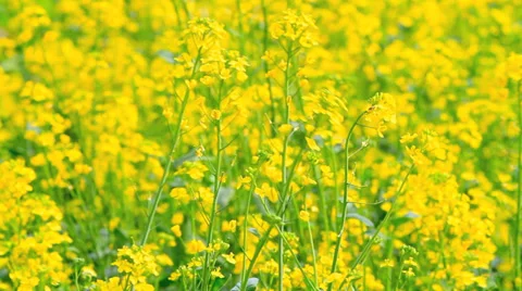 Canola blossoms. Stock Footage 37854970