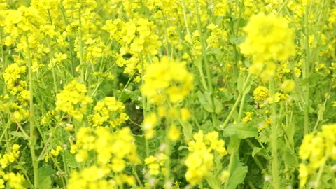 Canola blossoms Video stock 144959958