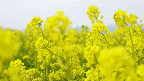 Canola blossoms Stock Footage 144959964