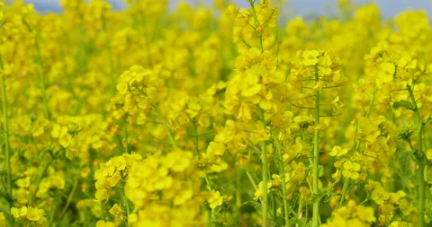 Canola blossoms Stock Footage 145073007