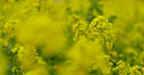 Canola blossoms Stock Footage 145073457