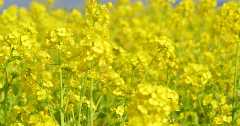 Canola blossoms. Stock Footage 145170020