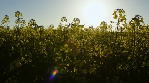 Canola closeup with sun setting Stock Footage 81754587