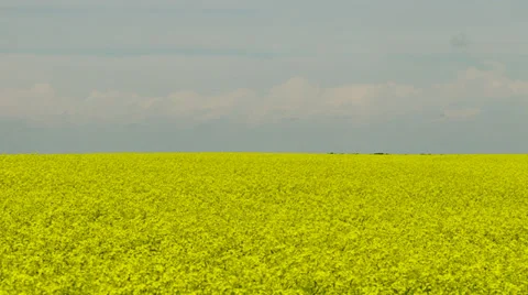 Canola crop in flower Video stock 34285000