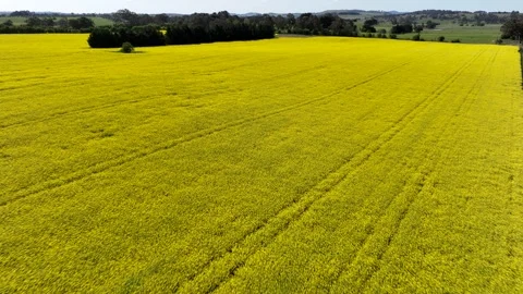 Canola Crop Vidéo 321048031