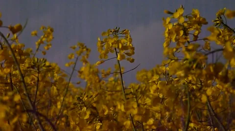 Canola field 001 Stock Footage 46442888