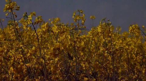 Canola field 002 Stock Footage 46443696