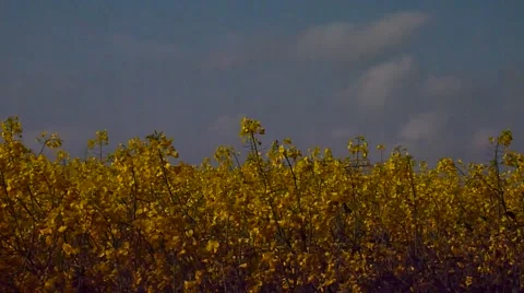 Canola field 003 Stock Footage 46446957