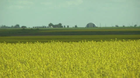 Canola Field 2 Stock Footage 30313913