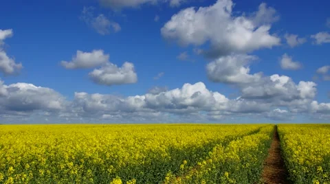 Canola field and Clouds #2 Stock Footage 49624199