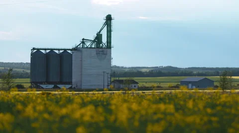Canola field and elevator Stock Footage 67641213